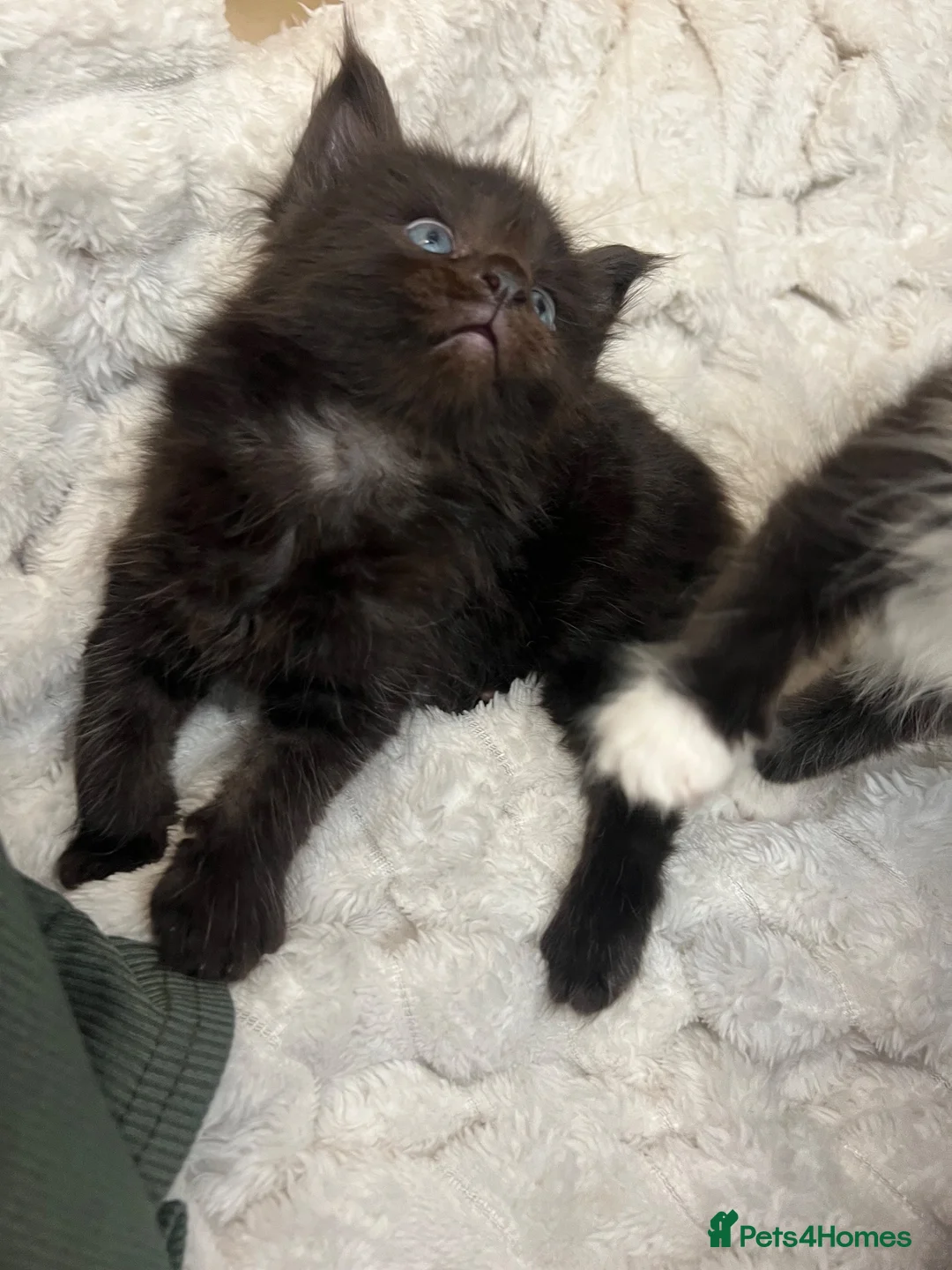 Maine Coon cats for sale: 🐾 Fluffy Maine coon dad is registered 🐾 - Advert 9