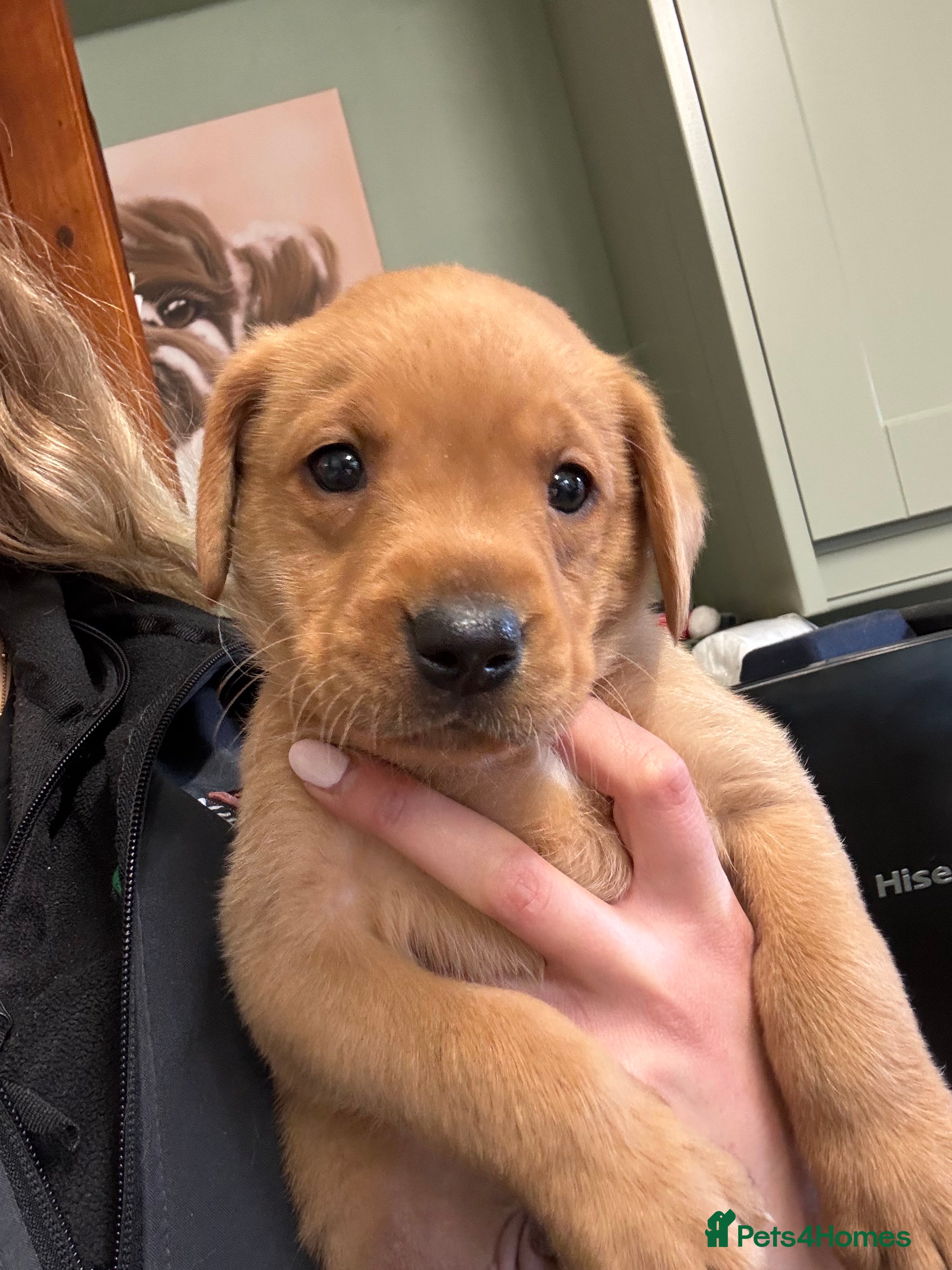 Labrador Retriever dogs Fox Red Labrador🦊 - Advert 9