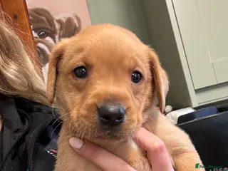 Labrador Retriever dogs Fox Red Labrador🦊 - Advert 9