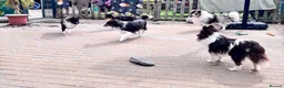Shetland Sheepdog dogs for sale: Beautiful black bi girl  - Advert 9