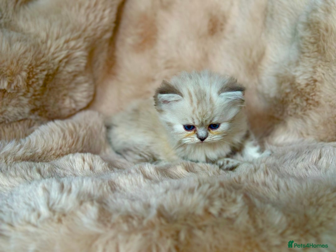 Persian cats for sale: 🐾 Beautiful Himalayan Persian Kittens 🐾 - Image 2