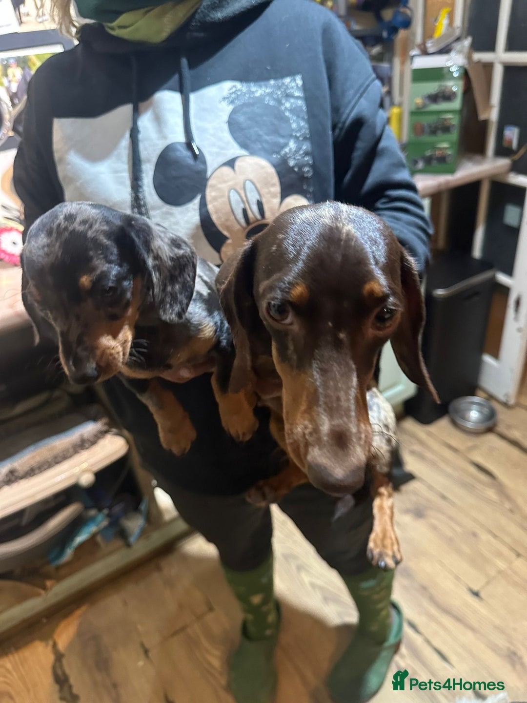 Miniature Dachshund dogs for sale: Miss Cutie  - Advert 2