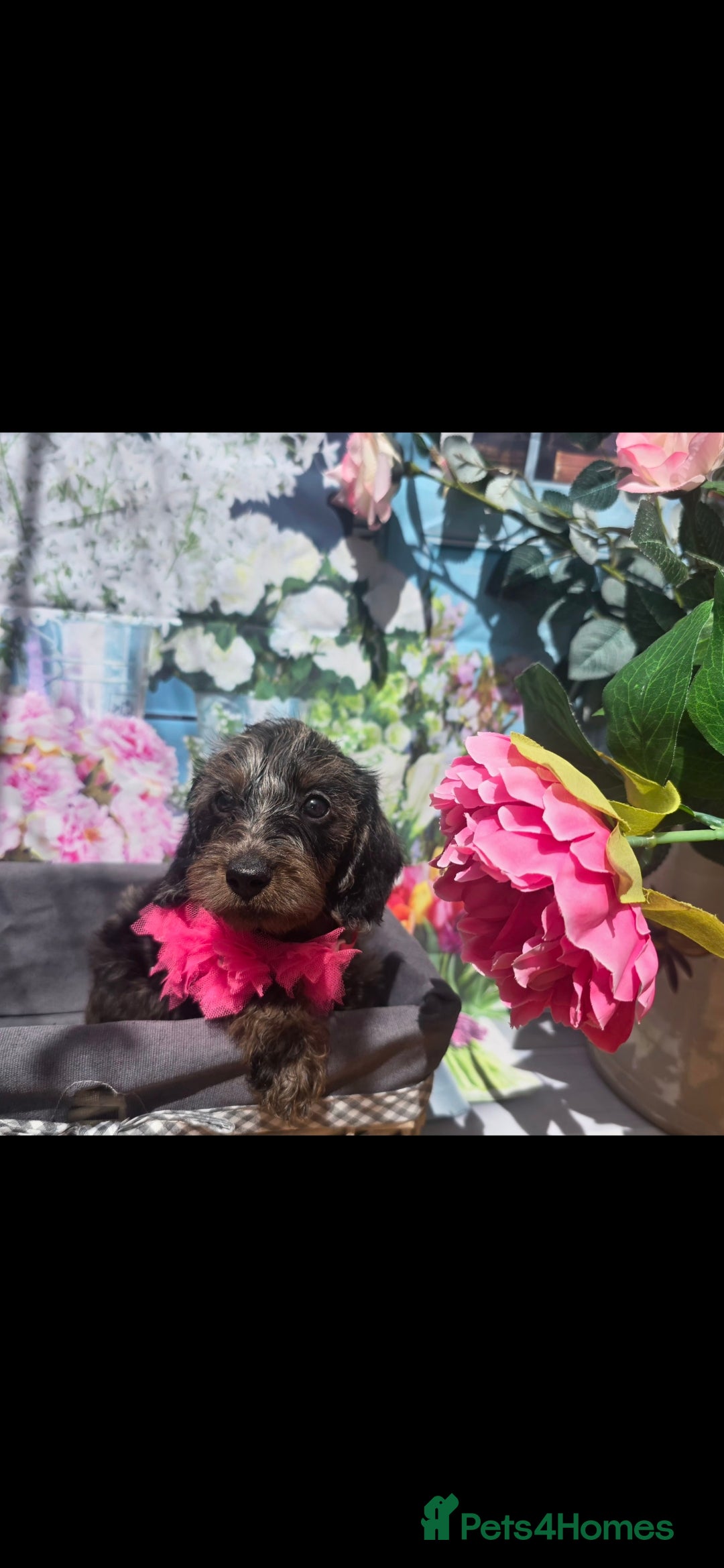 Doxiepoo dogs Beautiful F1 mixed doxipoo puppies  - Advert 2