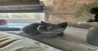 British Shorthair cats British short hair female  - Advert 3