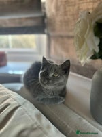 British Shorthair cats British short hair female - Advert 3