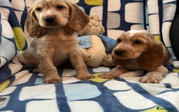 Cocker Spaniel dogs for sale: Stunning show cocker spaniel pups  - Image 8