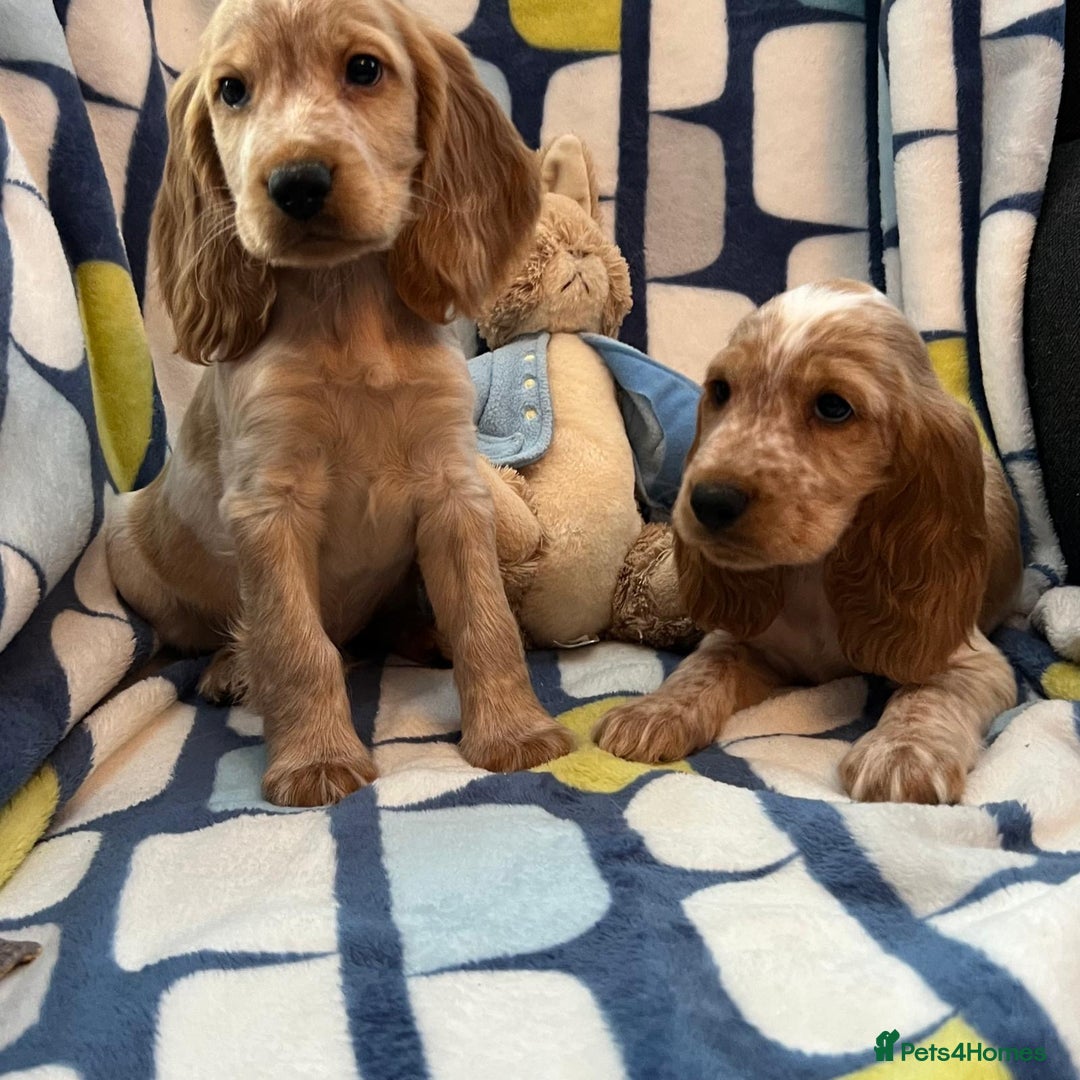 Cocker Spaniel dogs for sale: Stunning show cocker spaniel pups  - Image 8