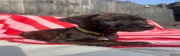 Mixed Breed dogs for sale: Rhodesian Ridgeback x Bull Lurcher - Advert 20