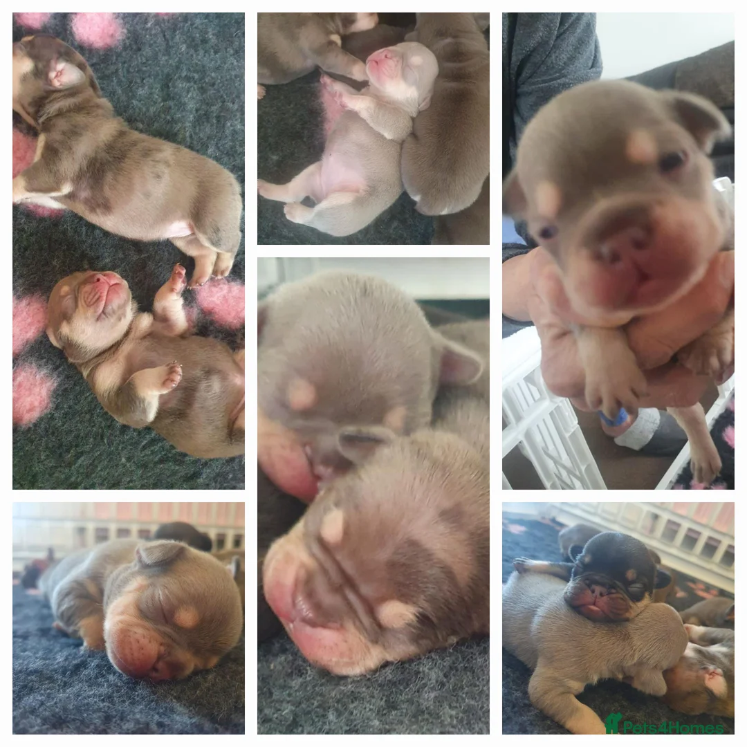 French Bulldog dogs for stud: KC TOP DRAW STUD Ramsgate  in Ramsgate - Advert 28