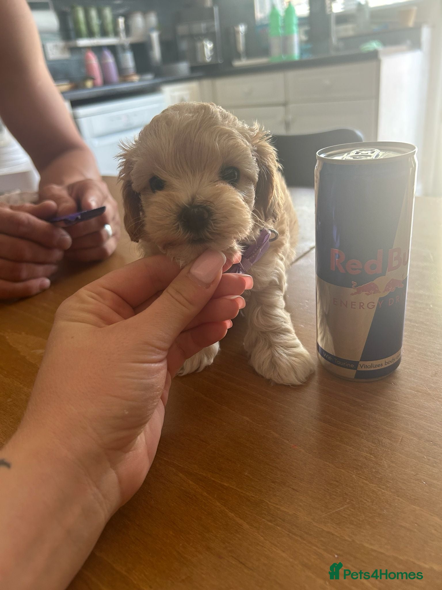 Maltipoo dogs ⭐Tiny Maltipoo Puppies |Maltese x Asian Toy Poodle - Advert 2