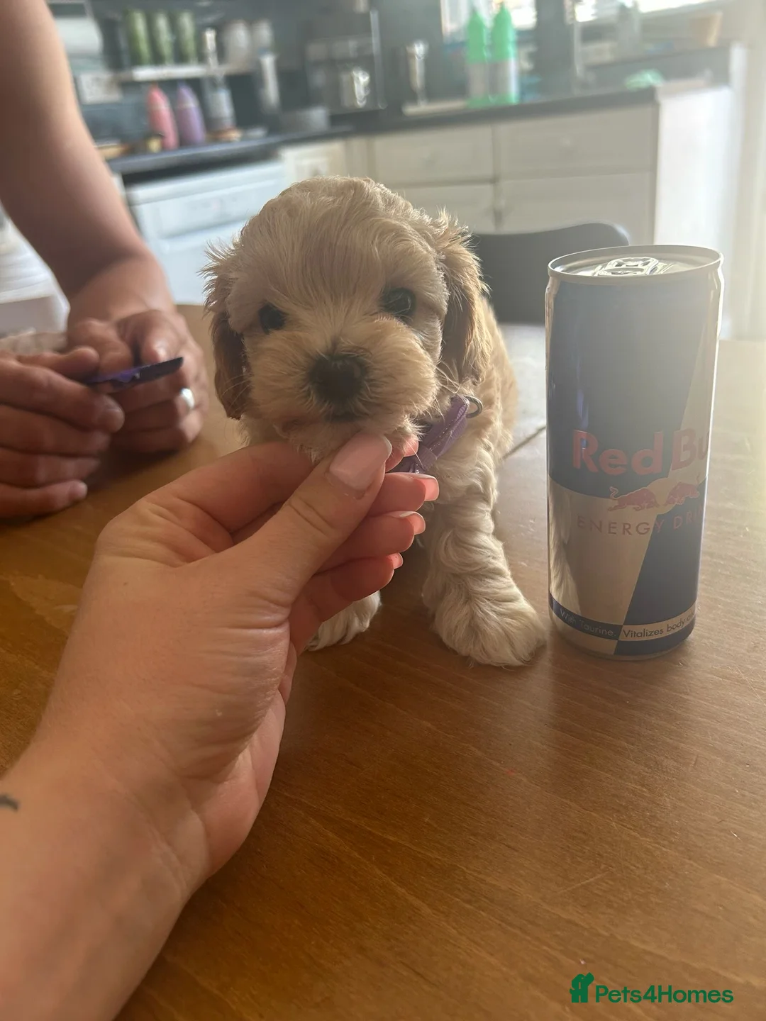 Maltipoo dogs for sale: ⭐Tiny Maltipoo Puppies |Maltese x Asian Toy Poodle - Advert 2