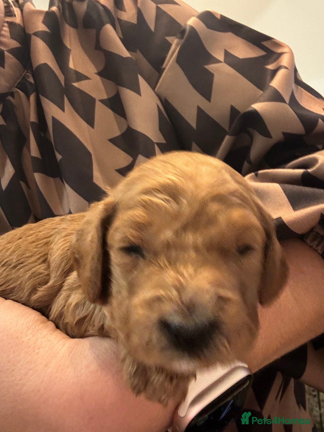 Cockapoo dogs for sale: Cockapoo Puppies  - Image 2