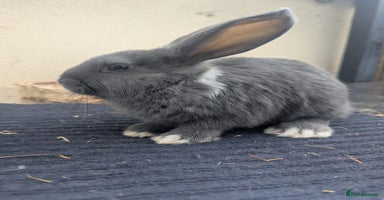 Mixed Breed rabbits - Advert 2