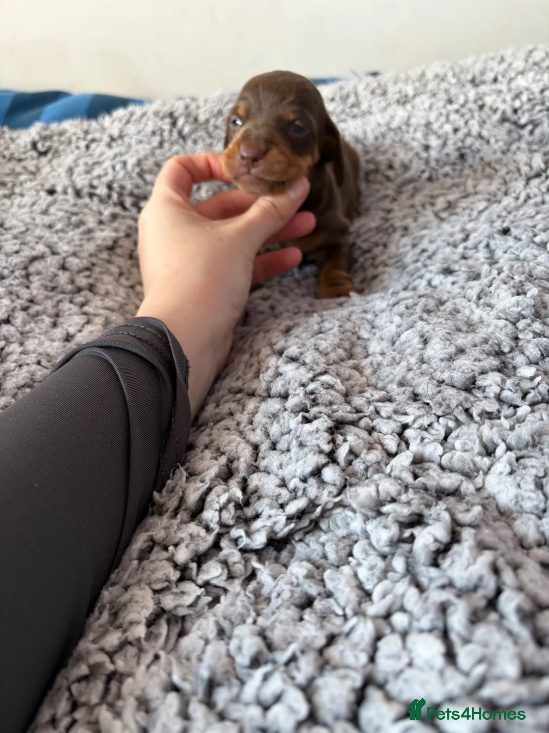 Miniature Dachshund dogs for sale: Kc reg True to type minture dachshunds  - Advert 2