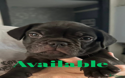 French Bulldog dogs for sale: FRENCH BULLDOG PUPPIES , THOROUGHBRED  - Image 8