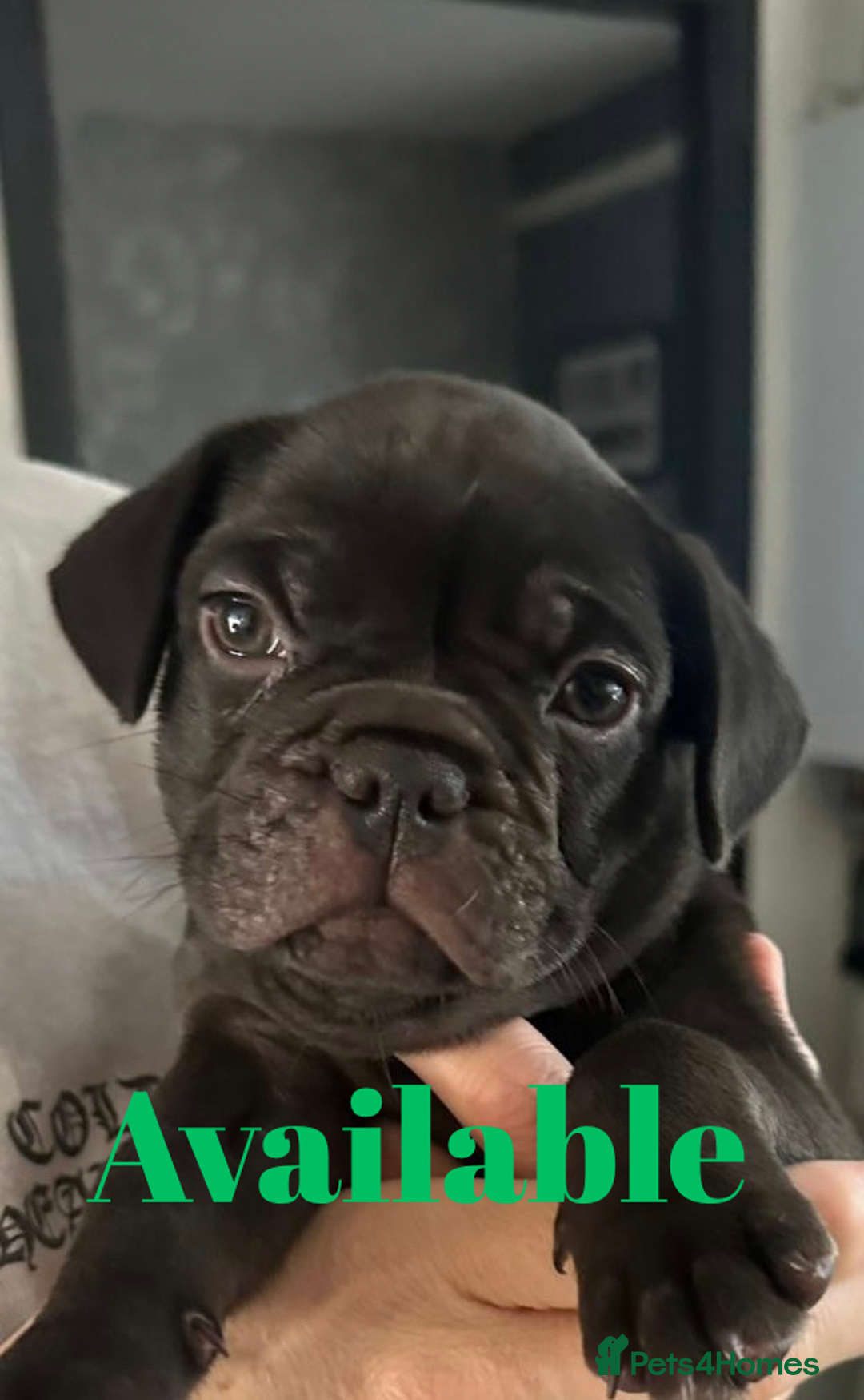 French Bulldog dogs for sale: FRENCH BULLDOG PUPPIES , THOROUGHBRED  - Image 8