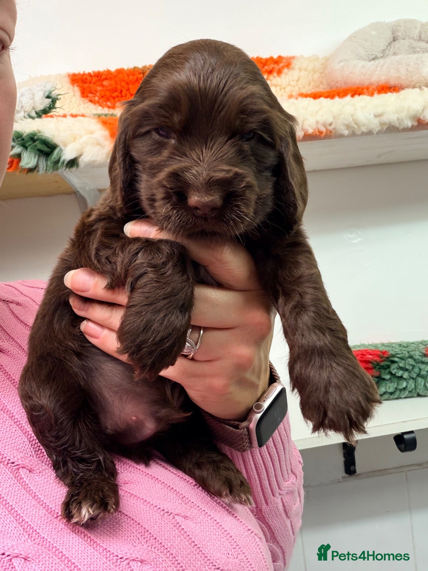 Cocker Spaniel dogs Show Type, KC Reg, health tested chocolate boy - Advert 1