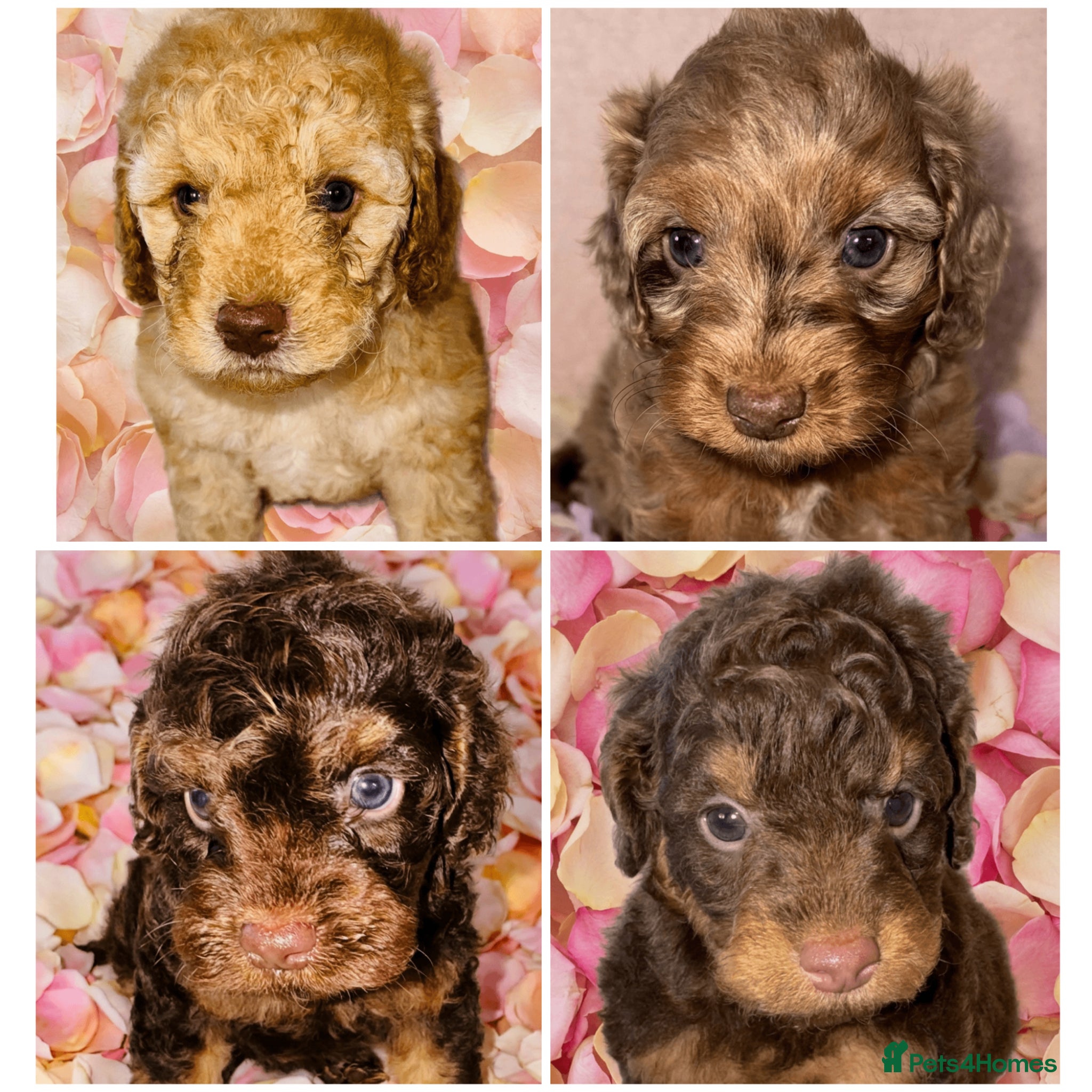 Cockapoo dogs DNA TESTED, Outstanding Cockapoos, Ready 6th May  - Advert 5