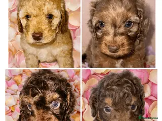 Cockapoo dogs DNA TESTED, Outstanding Cockapoos, Ready 6th May - Advert 5