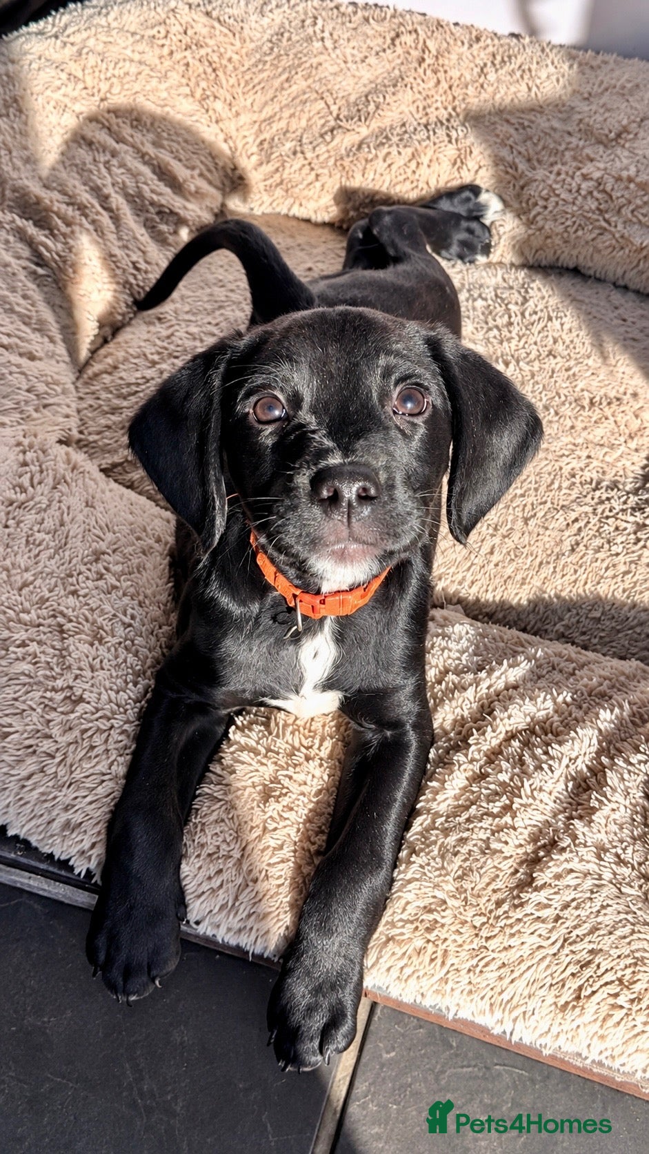 Springador dogs Beautiful Springador Puppies 🐾 - Advert 1