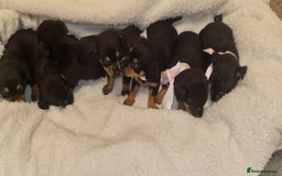 Dachshund dogs for sale: Beautiful miniature dachshund puppies for sale  - Image 5
