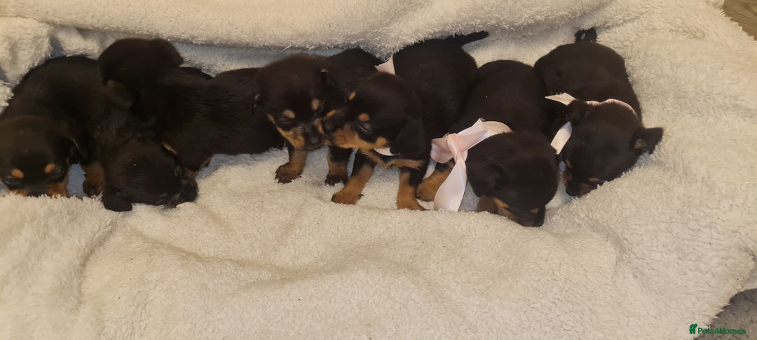 Dachshund dogs for sale: Beautiful miniature dachshund puppies for sale  - Image 5