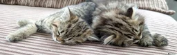 Mixed Breed cats for sale: Stunning BSH x Chinchilla Persian kittens Boy&Girl - Advert 13