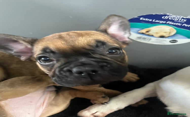 French Bulldog dogs Last 2 females left ready for there forever homes - Advert 9