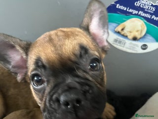 French Bulldog dogs Last 2 females left ready for there forever homes - Advert 14