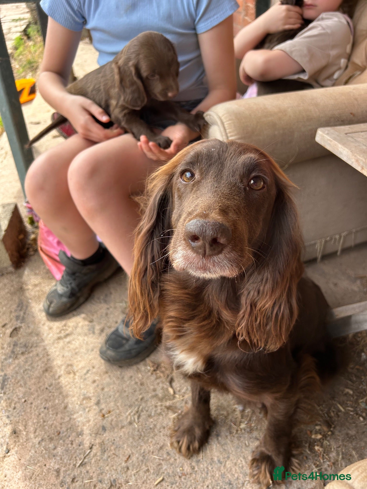 Sprocker dogs Sprocker Spaniel puppies for sale  - Advert 14