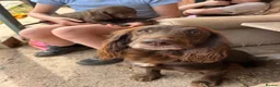 Sprocker dogs for sale: Sprocker Spaniel puppies for sale  in Tenbury Wells - Advert 3