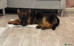 German Shepherd dogs for sale: German shepherd  - Advert 2