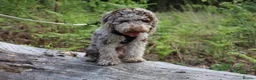Miniature Poodle dogs for stud: Ralph-Chocolate Merle miniature poodle stud  - Advert 5