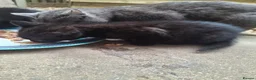 Mixed Breed cats for sale: Black male kittens  - Advert 2