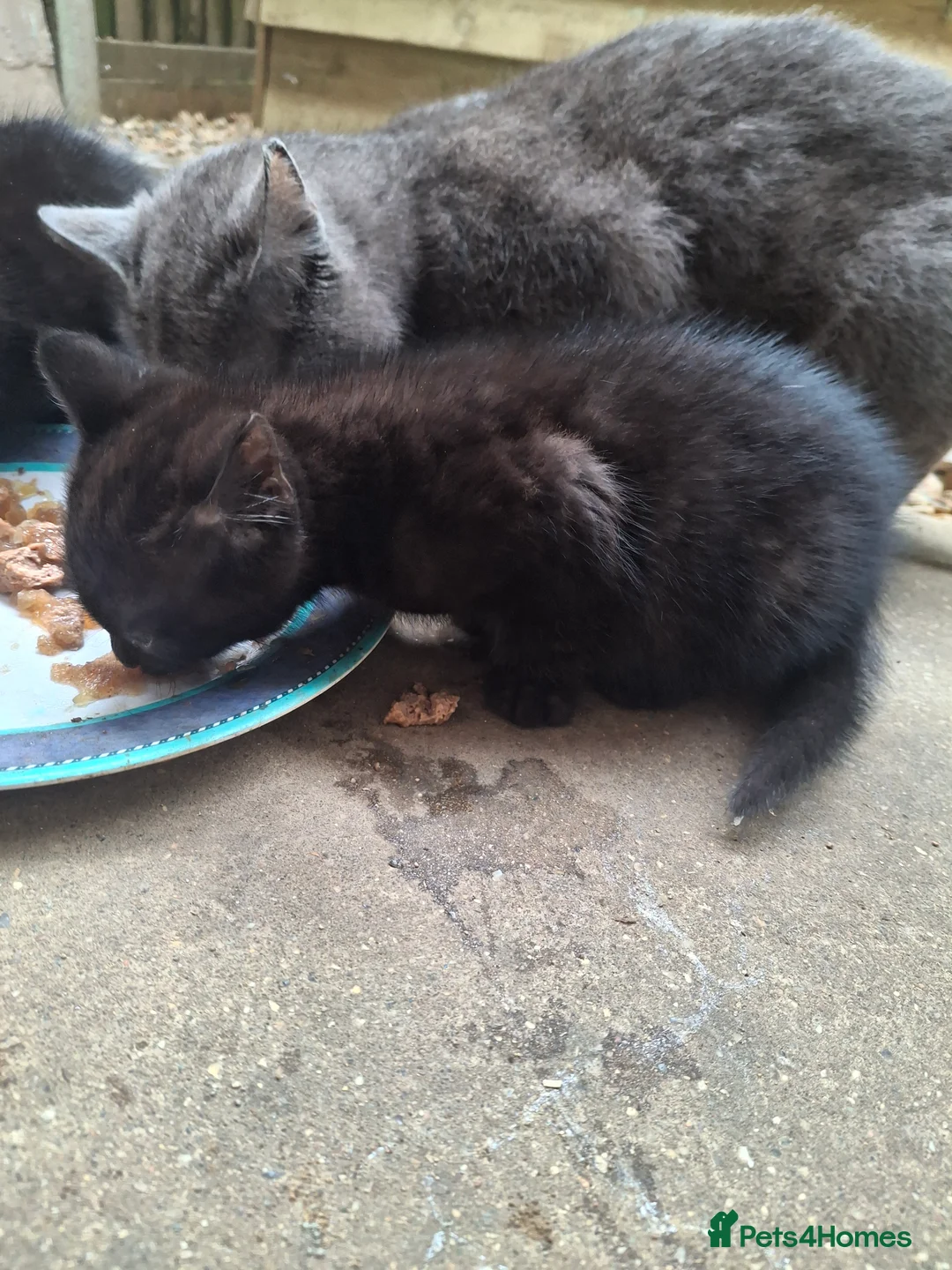 Mixed Breed cats for sale: Black male kittens  - Advert 2