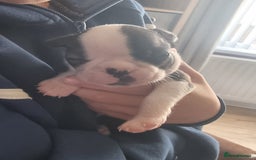 Boston Terrier dogs for sale: Boston Terrier pups - Image 16