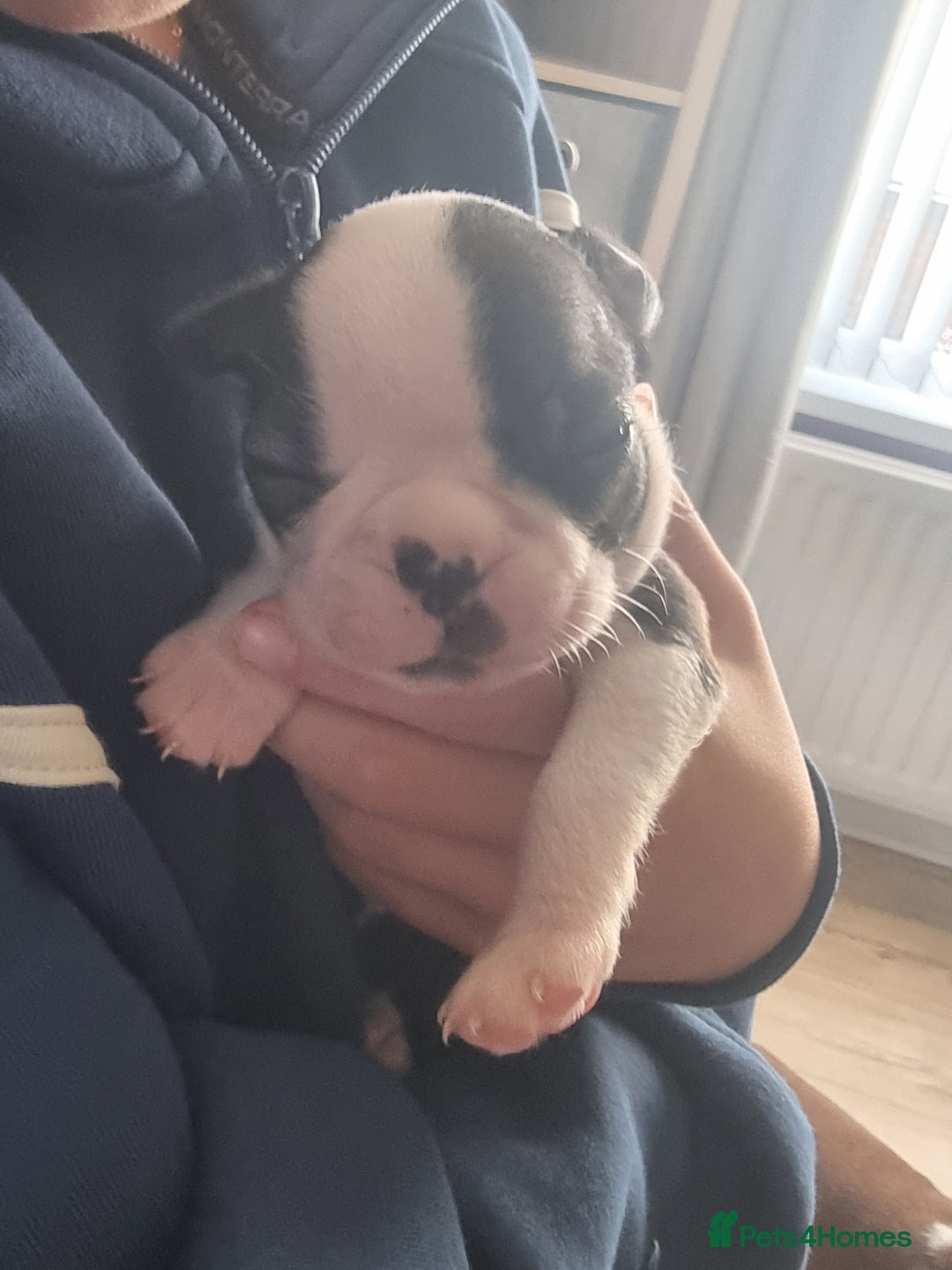 Boston Terrier dogs for sale: Boston Terrier pups - Image 16
