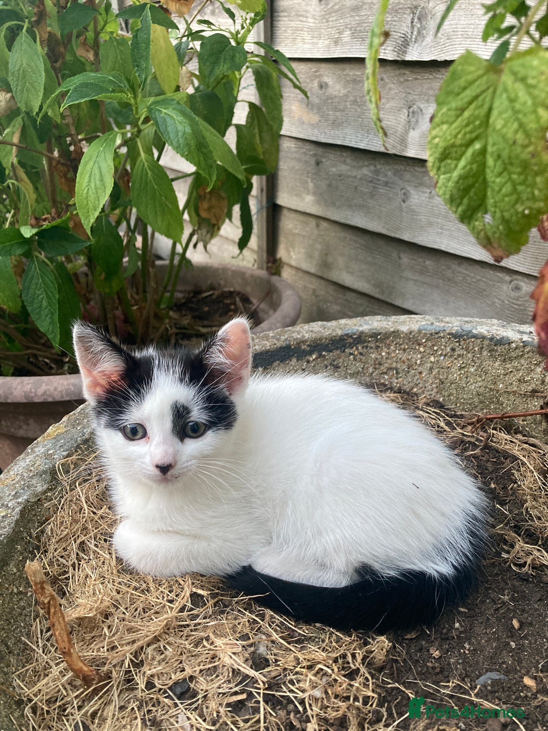 Turkish Van cats for sale: Gorgeous and Loving Turkish Van kittens - Image 3