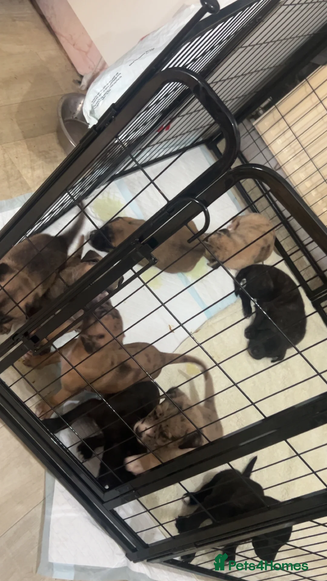 Mixed Breed dogs for sale: Catahoula leopard dog cross with Belgium Malinois  - Advert 5