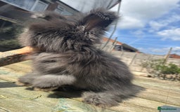 Angora rabbits for sale: French Import Maxi Face Angora - Image 4
