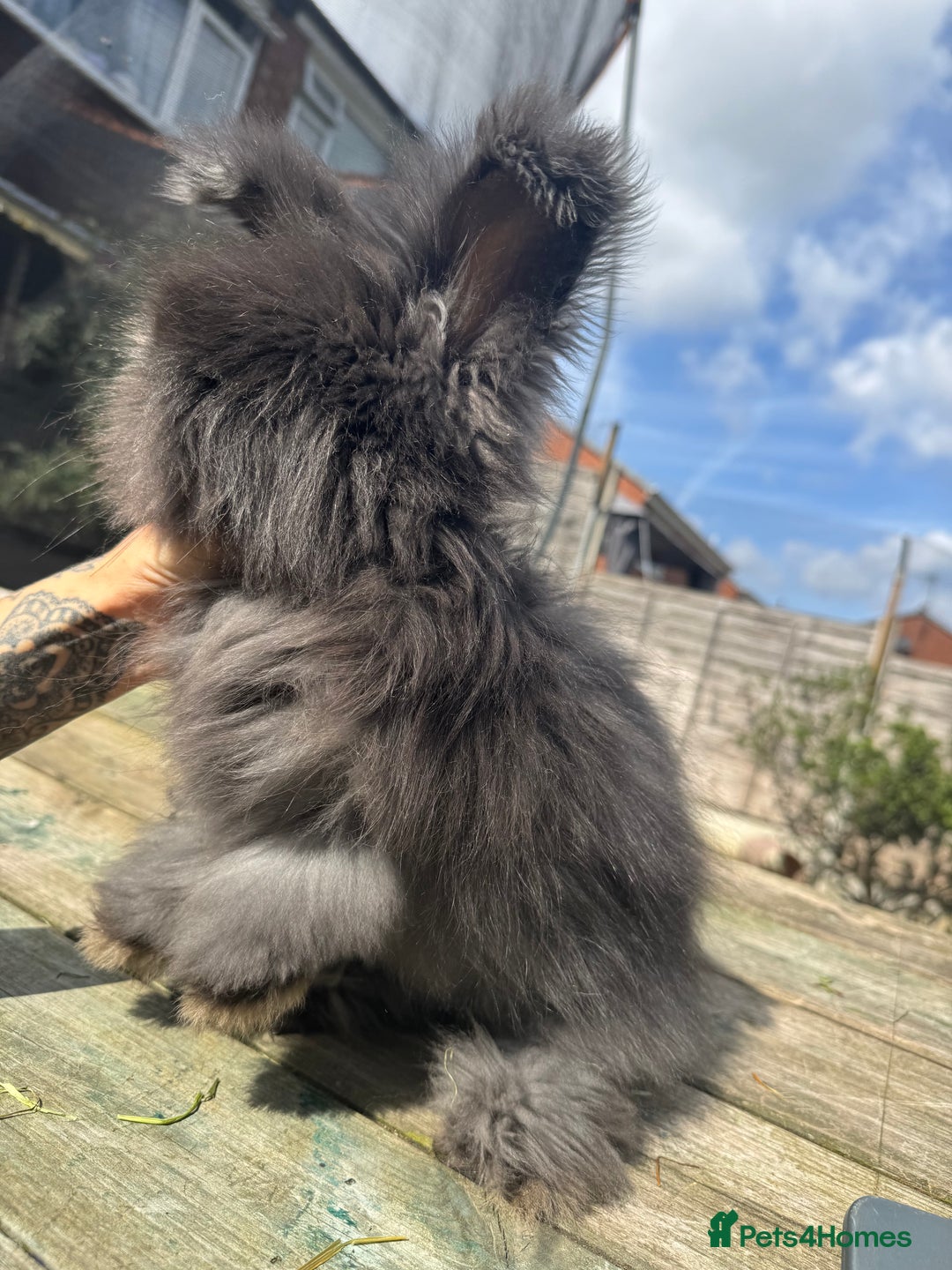 Angora rabbits for sale: French Import Maxi Face Angora - Image 4