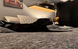 Shar Pei dogs for sale: Shar pei puppie  - Image 12