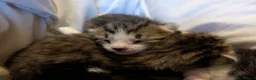 Mixed Breed cats for sale: Four stunning kittens - Advert 22