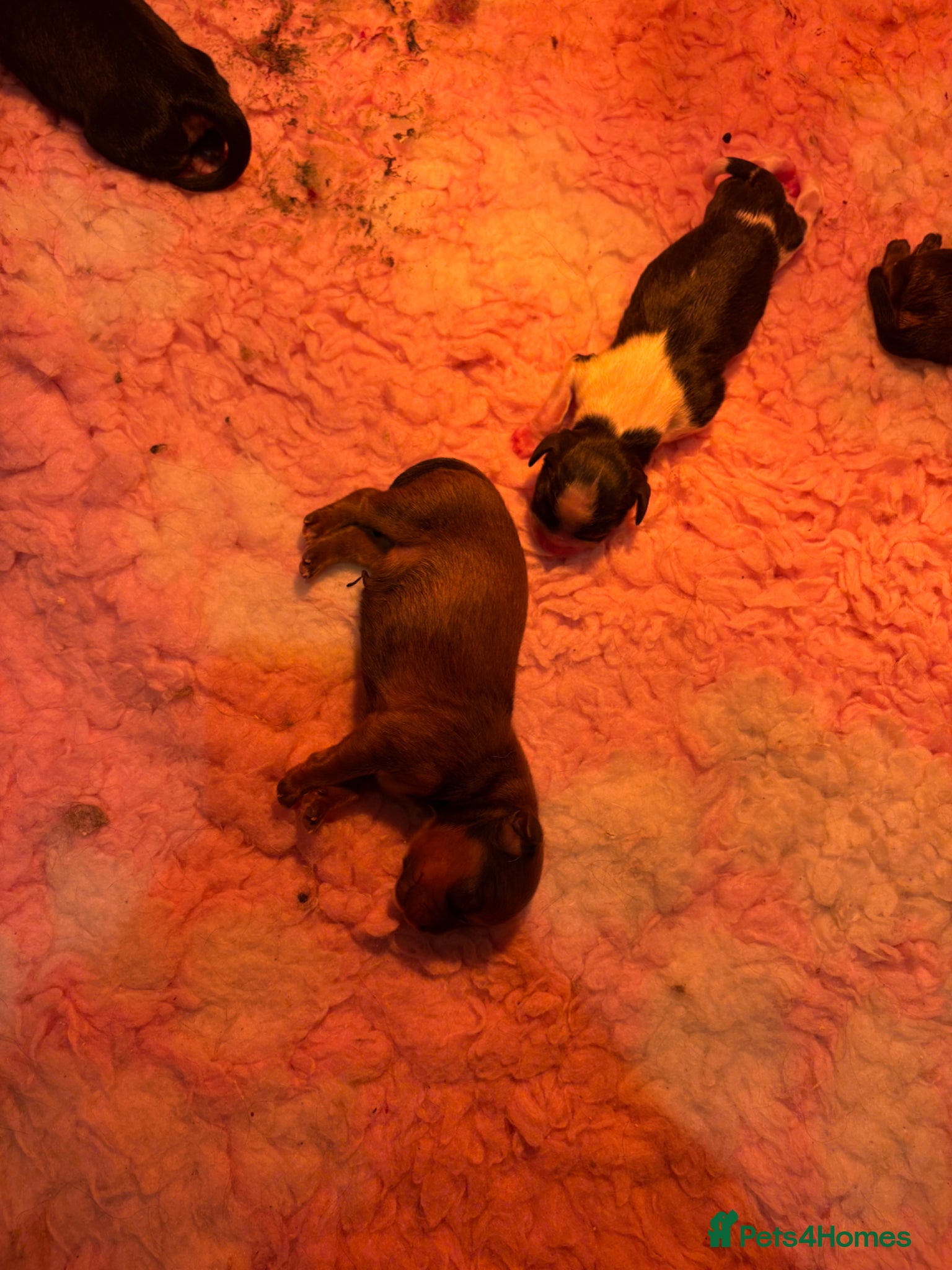 Mixed Breed dogs F1 Lhasaliers ✨ - Advert 2