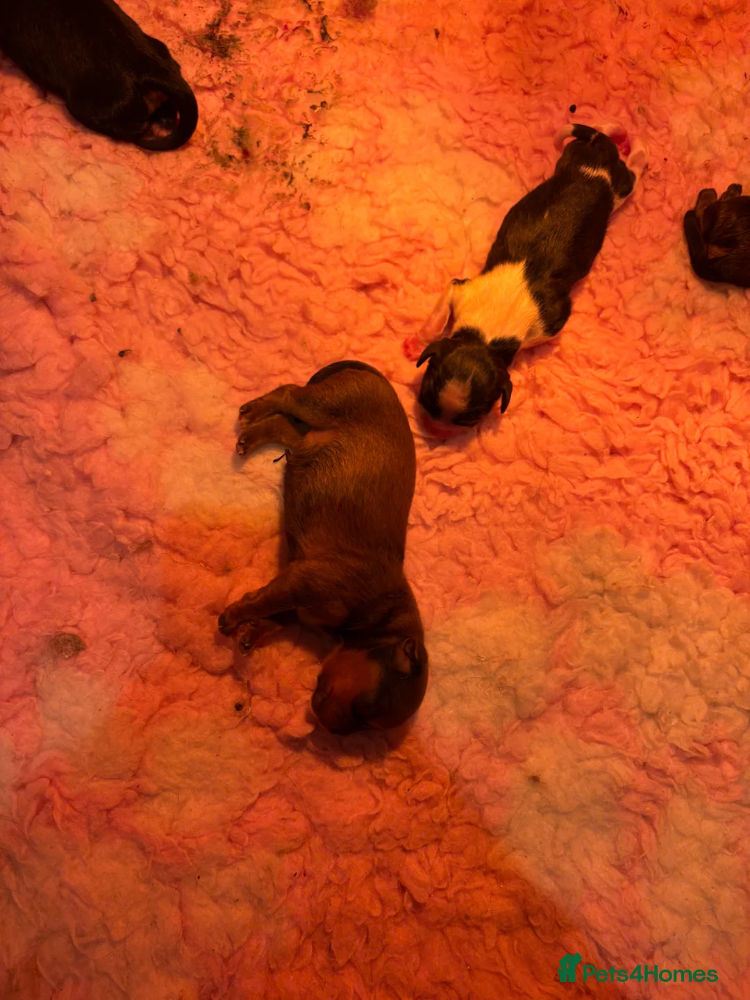 Mixed Breed dogs for sale: F1 Lhasaliers ✨ in Saltcoats - Advert 2