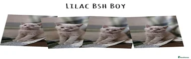 British Shorthair 5