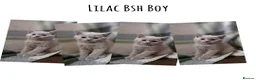 British Shorthair cats for sale: BSH and 1 BLH kittens forsale  - Advert 11