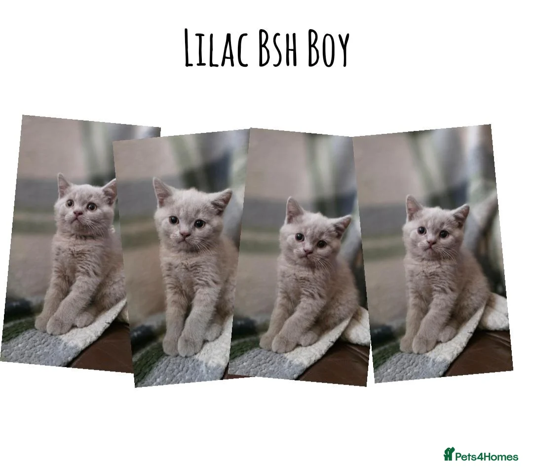 British Shorthair cats for sale: BSH and 1 BLH kittens forsale  - Advert 11