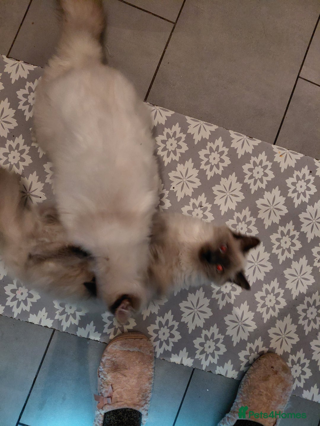 Birman cats for sale: Birman kittens  - Advert 10