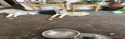 Siberian Husky dogs for sale: 3 Husky Puppies For Sale  - Advert 1